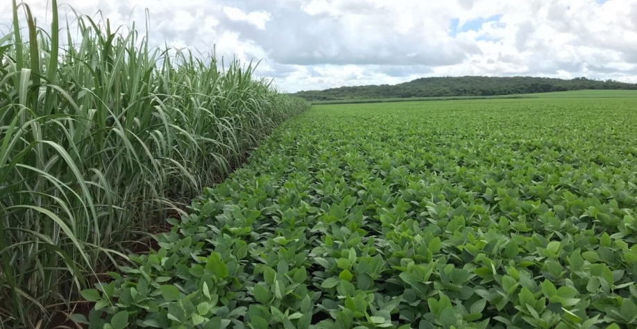 Se os preços forem mantidos, soja deve ocupar um espaço anteriormente dominado pela cultura do amendoim nas áreas de renovação. Foto: Arquivo CanaOnline
