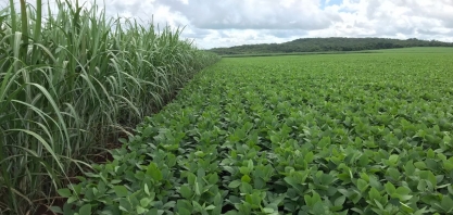 Soja ganha espaço e já é a cultura rotacional preferida dos canavicultores e usinas paulistas