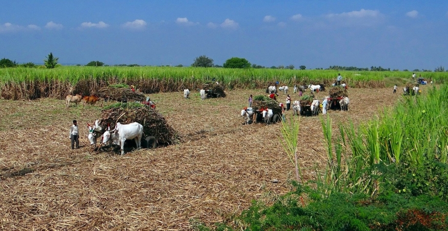 Colheita de cana na Índia. O país é o segundo maior produtor de cana-de-açúcar, produz em torno de 370 milhões de toneladas, só perde para o Brasil