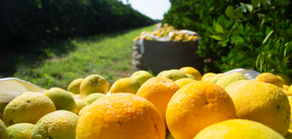 Citros: produção de laranja na safra 2020/21 gerou mais de 43 mil vagas, 5,94% do total da agricultura