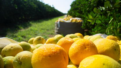 Citros: produção de laranja na safra 2020/21 gerou mais de 43 mil vagas, 5,94% do total da agricultura
