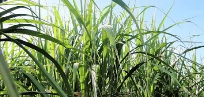 CTC tem o maior acervo genético do Brasil