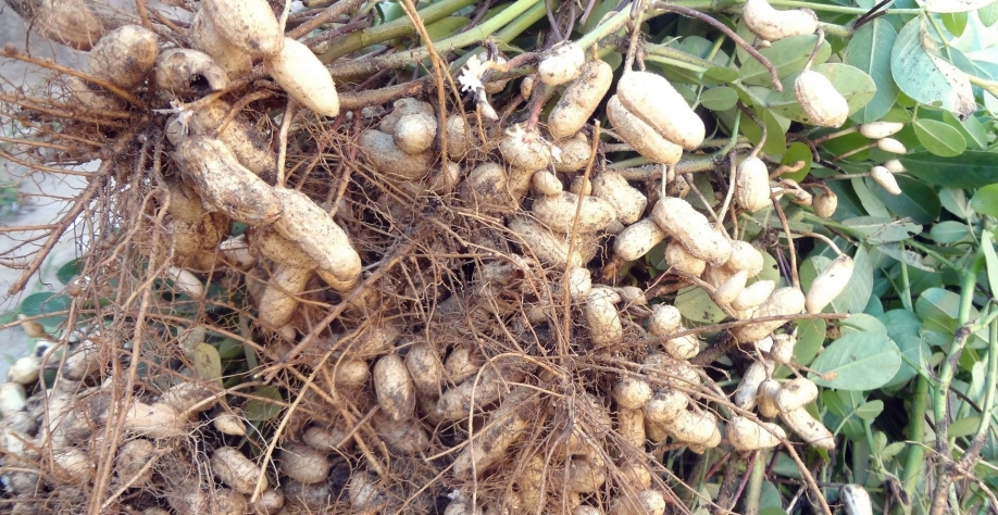 O amendoim por ser composto por 50% de óleos, o que torna a cultura ideal para o desenvolvimento de fungos que derrubam a produção