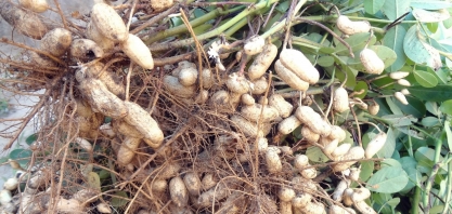 Muitas são as doenças que atacam a cultura do amendoim. Confira como proteger a lavoura