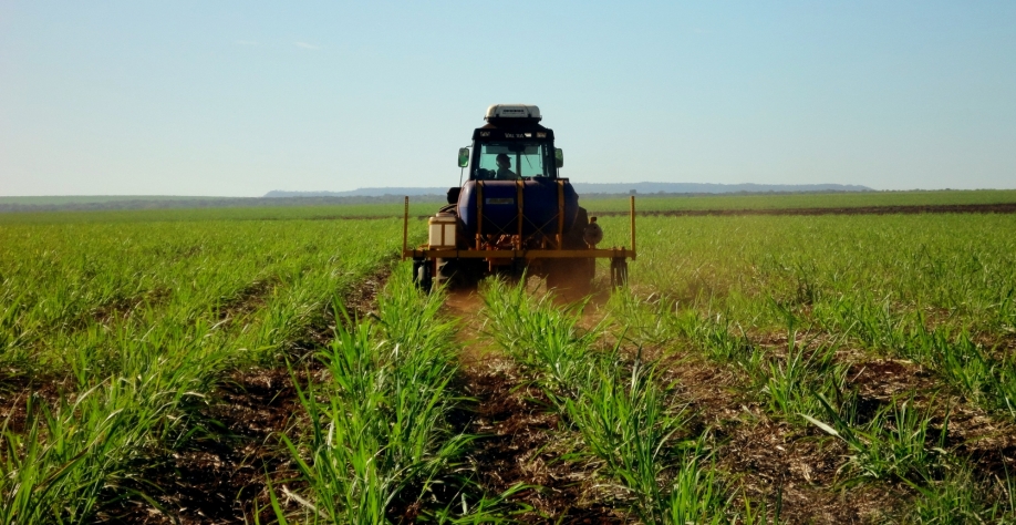 Rotacionar produtos é vital para o manejo da resistência da cigarrinha a inseticidas. Foto: Arquivo CanaOnline
