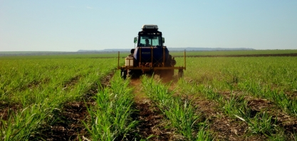 Moléculas inovadoras contribuem para o maior controle da cigarrinha