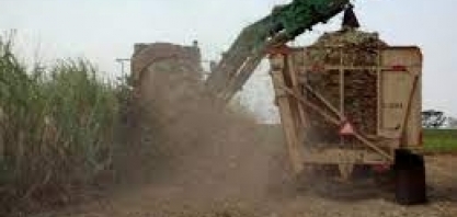 Queimadas: Embrapa estuda alternativas para cultura de cana-de-açúcar