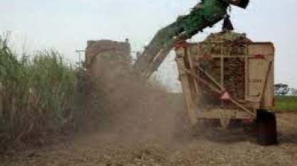 Queimadas: Embrapa estuda alternativas para cultura de cana-de-açúcar