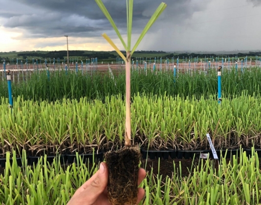 A meta da BP Bunge é chegar a 65% de plantio por Meiosi e Cantosi com MPB, para reduzir o custo da muda, investe na ampliação de seu núcleo de produção, que passará de 3,2 milhão de mudas/ano para 6 milhões