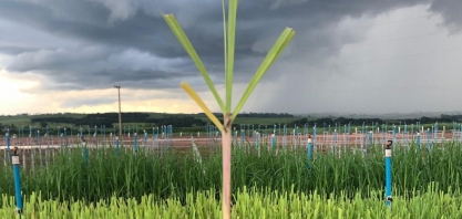 BP Bunge Bioenergia plantou 70 mil hectares de cana em 2020, e este ano serão mais 75 mil hectares