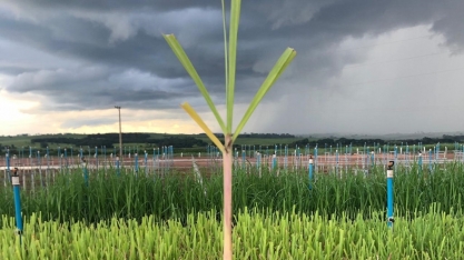BP Bunge Bioenergia plantou 70 mil hectares de cana em 2020, e este ano serão mais 75 mil hectares