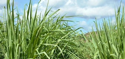 Confira o painel de Indicadores de setembro da ORPLANA