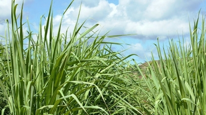 Confira o painel de Indicadores de setembro da ORPLANA