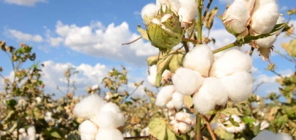 Fiagril investe em tecnologias para produzir biodiesel de milho e algodão