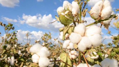 Fiagril investe em tecnologias para produzir biodiesel de milho e algodão