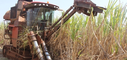 Cana de final de safra sofre mais com o ataque de cigarrinha e registra quedas de produtividade superiores