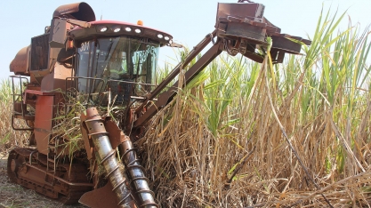 Cana de final de safra sofre mais com o ataque de cigarrinha e registra quedas de produtividade superiores