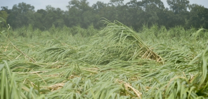 Ida danificou mais de 45 mil ha de cana-de-açúcar na Louisiana, EUA