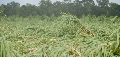 Ida danificou mais de 45 mil ha de cana-de-açúcar na Louisiana, EUA