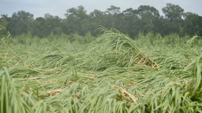 Ida danificou mais de 45 mil ha de cana-de-açúcar na Louisiana, EUA