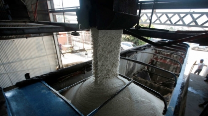 Maior produtor de açúcar da Índia eleva preço da cana em 7,9%