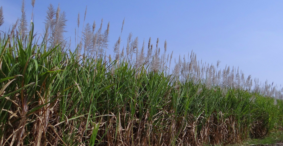 Plantação de cana - Foto: Pixabay