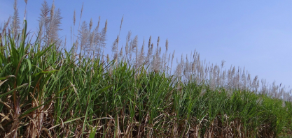 Pernambuco bate recorde em valor de produção agrícola puxado por cana-de-açúcar