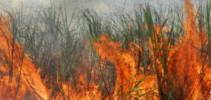 Canaviais em chamas: em apenas duas usinas paulistas o fogo queimou 550 mil toneladas de cana