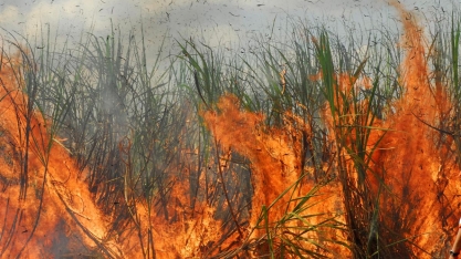 Canaviais em chamas: em apenas duas usinas paulistas o fogo queimou 550 mil toneladas de cana