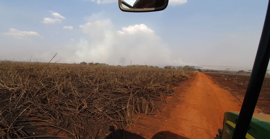 Depois do fogo, canaviais ficam fragilizados