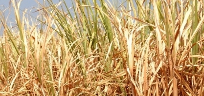 Agronegócio do Paraná sofre com clima e alta nos insumos e prejuízo pode alcançar R$ 15 bi este ano