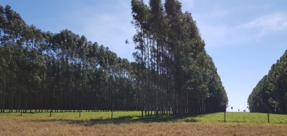 Sistemas integrados podem minimizar efeitos adversos da geada