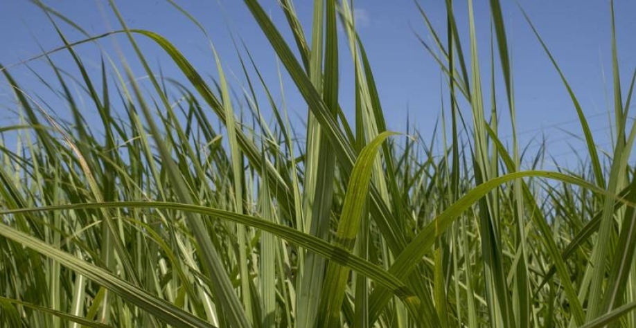 Commodity Usinas da Índia esperam preços mais altos para exportar açúcar (Bloomberg Creative Photos/Bloomberg)
