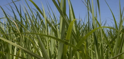 Usinas da Índia esperam preços mais altos para exportar açúcar