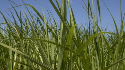 Usinas da Índia esperam preços mais altos para exportar açúcar