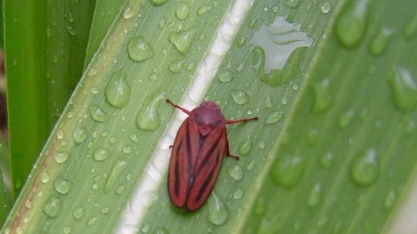 Complexo ninfas-adultos da cigarrinha causa grandes prejuízos aos canaviais