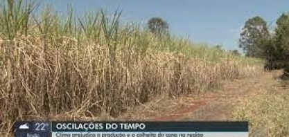Clima prejudica a produção e a colheira da cana na região
