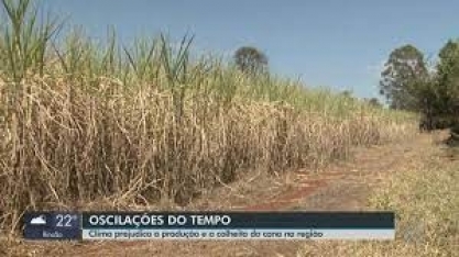 Clima prejudica a produção e a colheira da cana na região