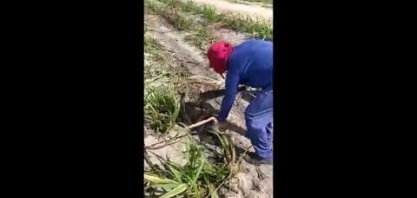 Produtor alagoano aposta no replantio com 