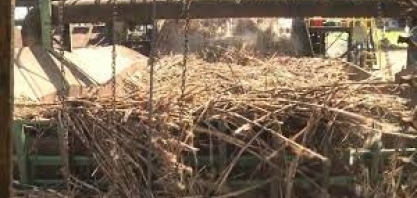 Quinze usinas em Alagoas se preparam para início da moagem da cana-de-açúcar
