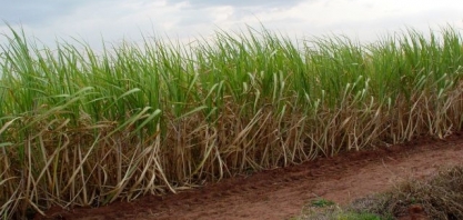 Os ganhos e as formas de manejo de micronutrientes em cana são tema de Workshop do IAC