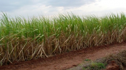 Os ganhos e as formas de manejo de micronutrientes em cana são tema de Workshop do IAC