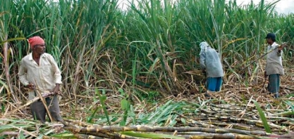 Temporada de alta do açúcar bateu no teto com a nova temporada da Índia chegando