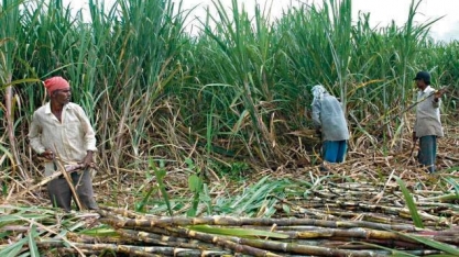 Temporada de alta do açúcar bateu no teto com a nova temporada da Índia chegando