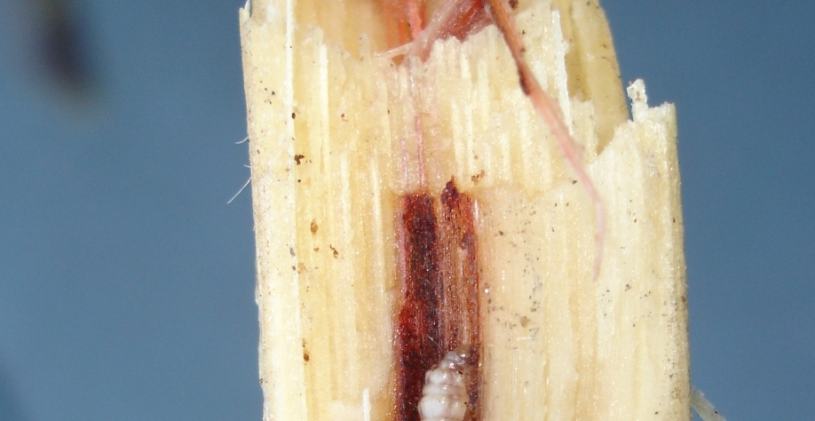 O maior impacto dos fenômenos se deu sobre a broca. No entanto, volta do período úmido criará condições favoráveis para seu desenvolvimento