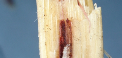 Atenção: seca e geadas de 2021 não controlaram as pragas da cana