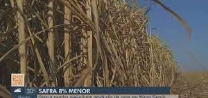 Seca e geada vão reduzir produção de cana em MG; presidente da Siamig comenta números