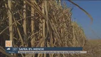 Seca e geada vão reduzir produção de cana em MG; presidente da Siamig comenta números