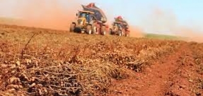 Primeiro semestre de 2021 registra receita de US$ 138 milhões em exportações de amendoim in natura