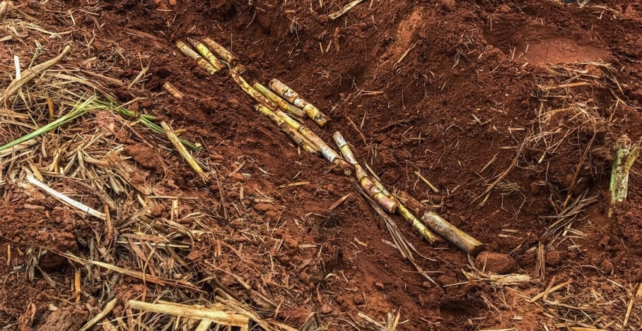 O plantio mecanizado tem que evoluir para atender as novas exigências do mercado. Foto: Divulgação TT do Brasil